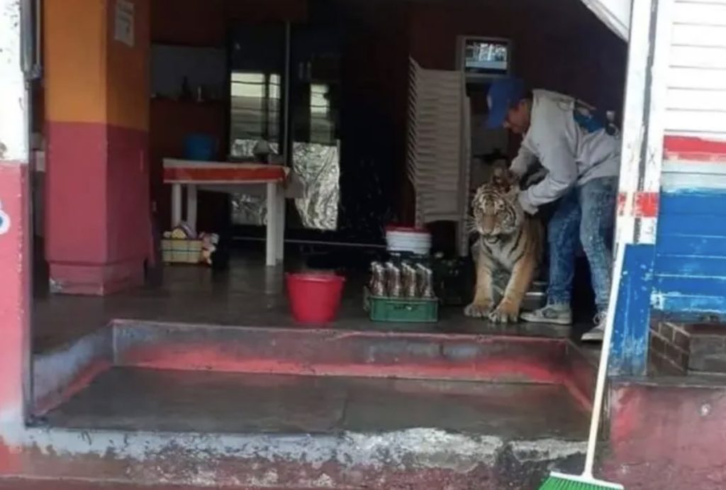 Tigre deambula por las calles y sorprende a comensales en puesto de tacos