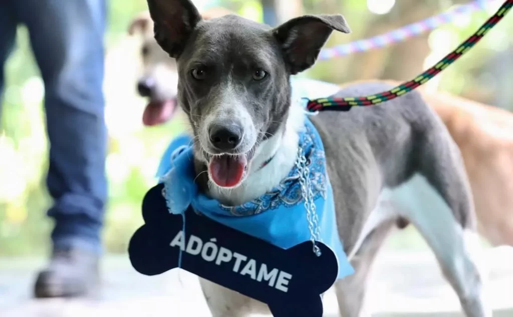 A finales de año estará listo el primer Hospital Veterinario de Yucatán