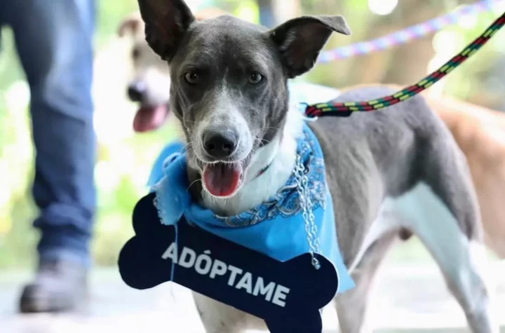 A finales de año estará listo el primer Hospital Veterinario de Yucatán