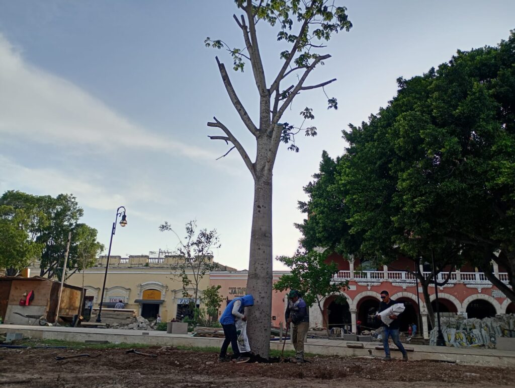 Inicia siembra de árboles en la Plaza Grande de Mérida