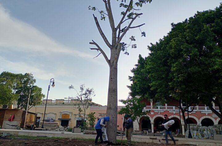 Inicia siembra de árboles en la Plaza Grande de Mérida