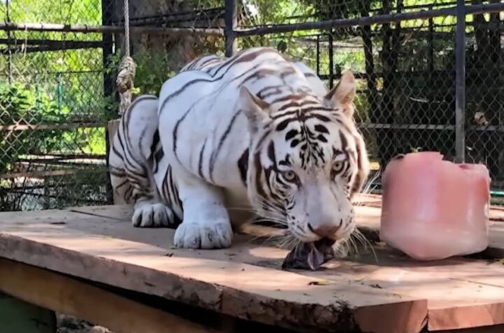 En Mérida avanzamos en la conservación de la fauna silvestre con responsabilidad, ciencia y corazón; Cecilia Patrón