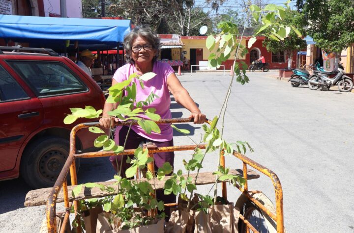 Impulsan producción apícola y restauración ambiental en Tekantó