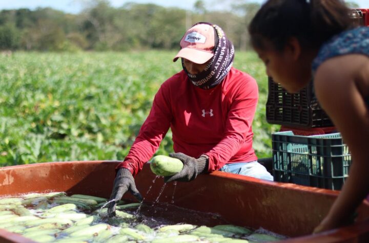 Caminos Renacimiento impulsa la movilidad productiva en Tizimín