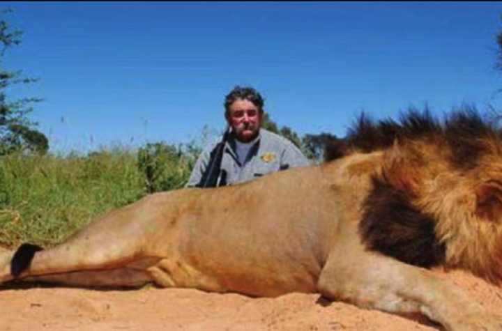 Tragedia en Gabón: elefantes matan a cazador experimentado