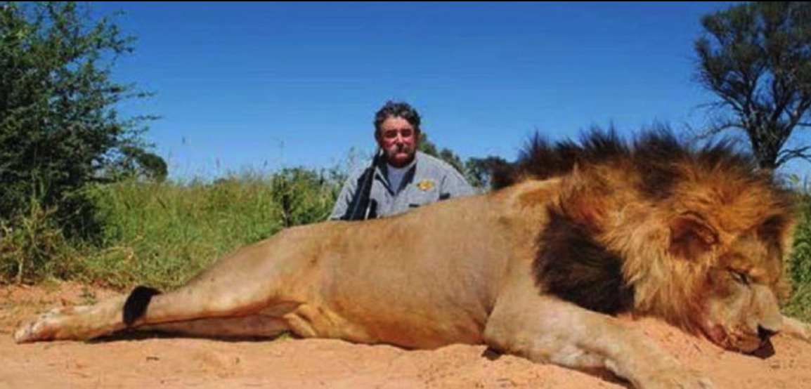 Tragedia en Gabón: elefantes matan a cazador experimentado