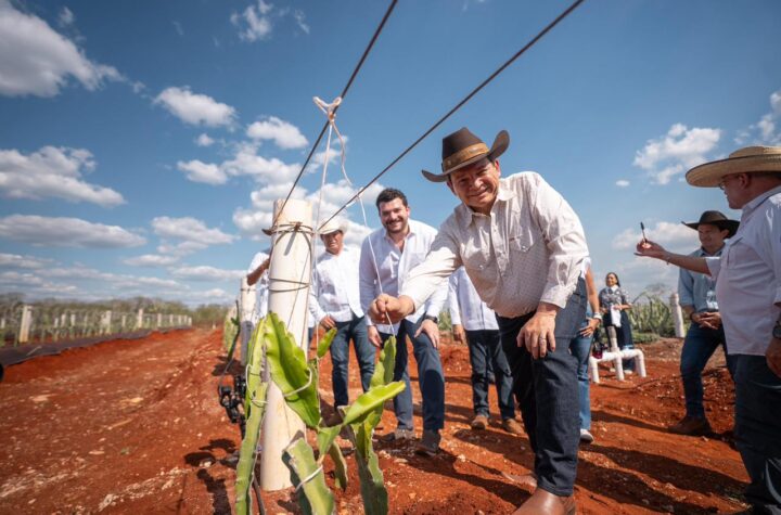 Pitahaya Valley posiciona a Yucatán como referente nacional en producción de pitahaya