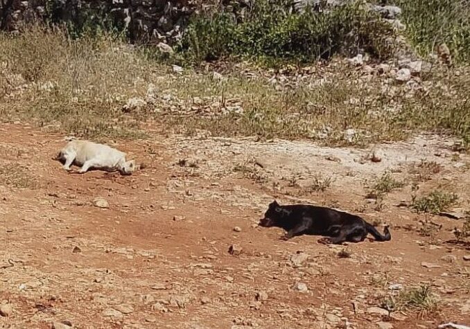 Crueldad en Ticimul: Envenenan a cinco mascotas rescatadas de la calle