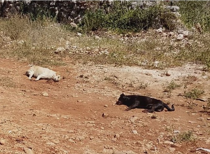 Crueldad en Ticimul: Envenenan a cinco mascotas rescatadas de la calle