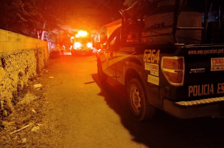 Tragedia en Komchén: abejas atacan a una familia y matan a su mascota