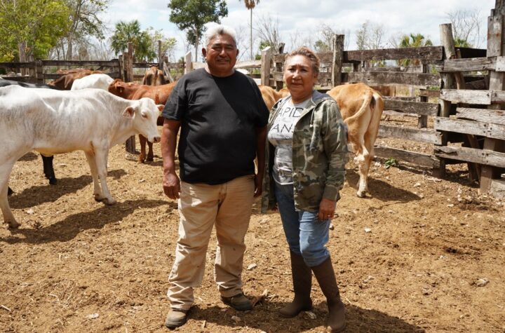 Renace la ganadería de Yucatán con el rescate de vientres