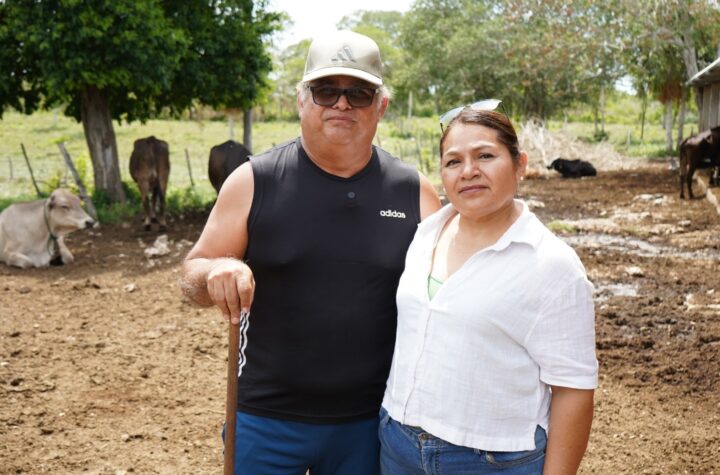 Nacen los primeros siete becerros por inseminación artificial en Yucatán