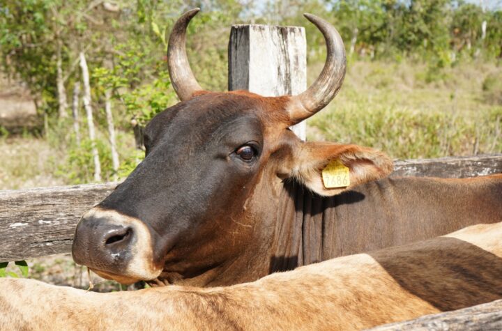 Yucatán avanza en repoblamiento ganadero con inseminación artificial