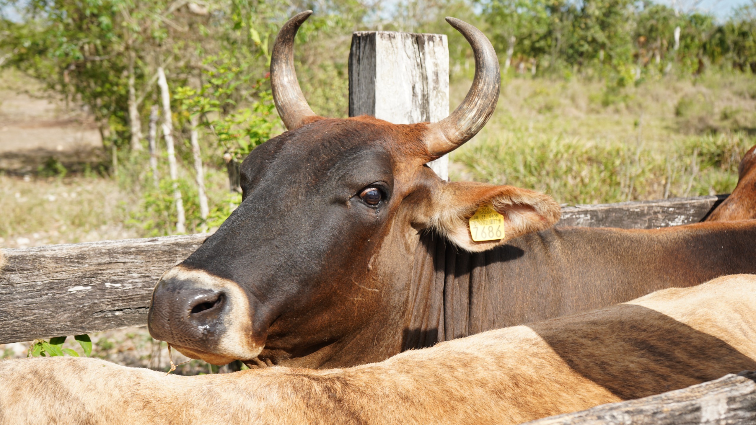 Yucatán avanza en repoblamiento ganadero con inseminación artificial