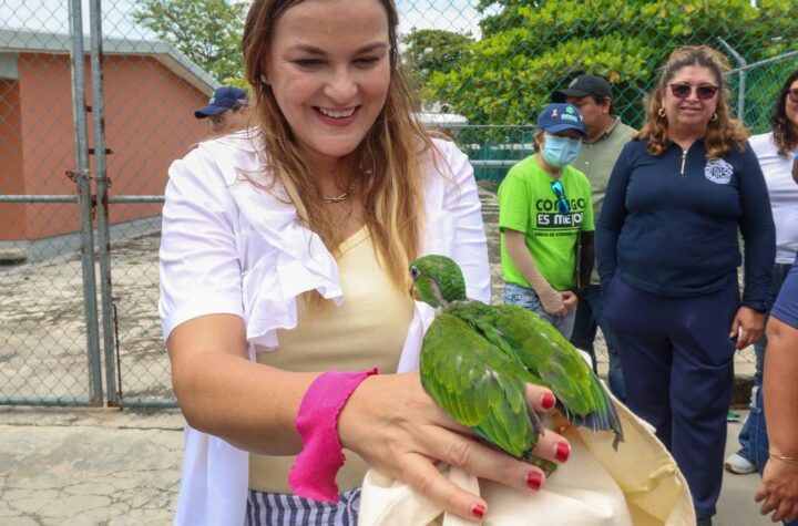 Resguardan lorito rescatado durante caminata en la Colonia Vergel lll; recibirá atención especializada en Animaya