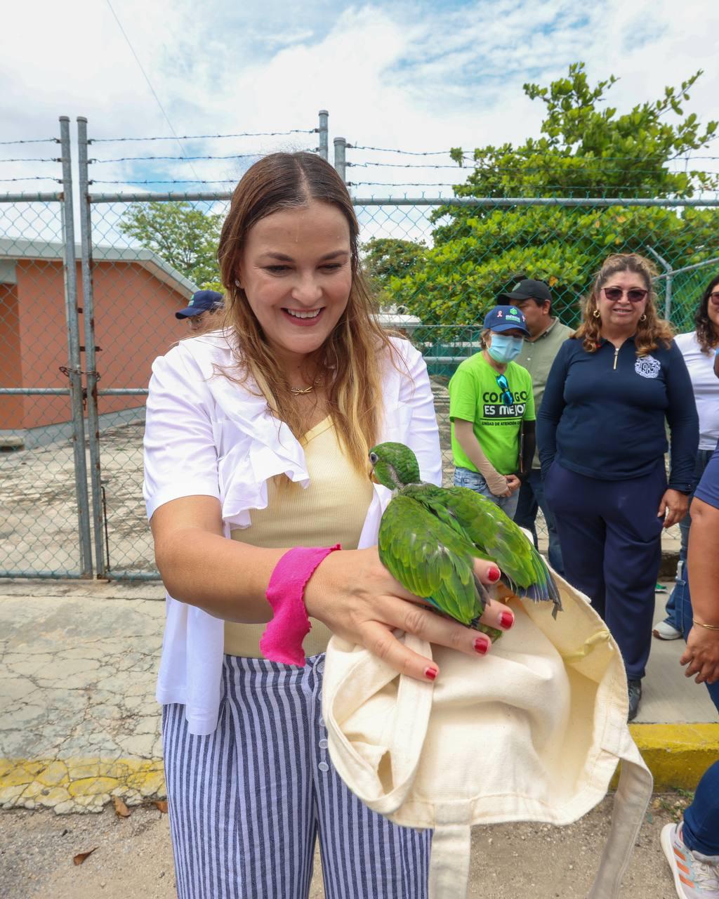 Resguardan lorito rescatado durante caminata en la Colonia Vergel lll; recibirá atención especializada en Animaya