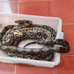 Emite SSY recomendaciones para prevenir mordeduras de serpiente