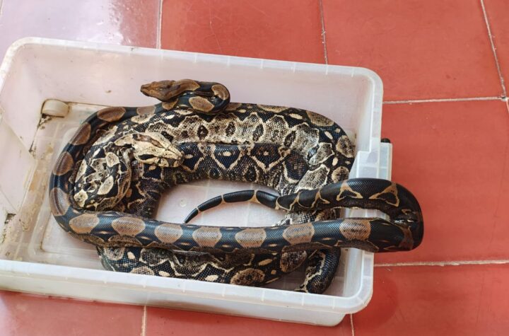 Emite SSY recomendaciones para prevenir mordeduras de serpiente