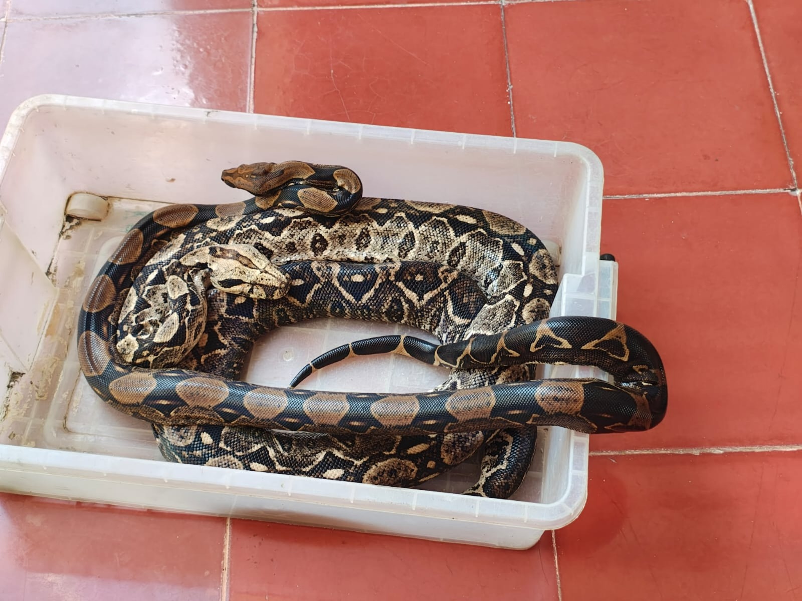 Emite SSY recomendaciones para prevenir mordeduras de serpiente