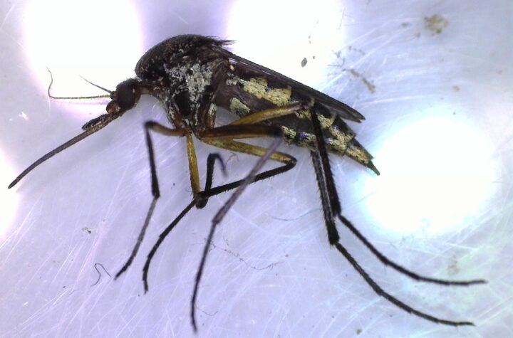 Llaman a identificar al mosquito transmisor y eliminar criaderos para prevenir dengue, zika y chikungunya