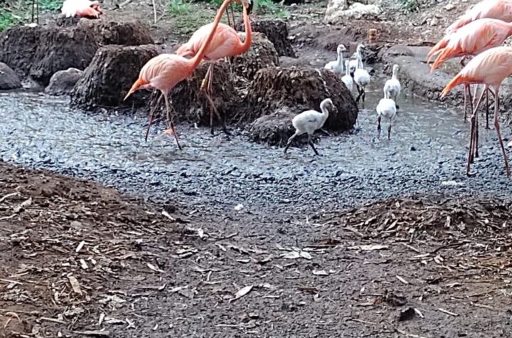 Flamencos nacen en el Zoológico del Bicentenario Animaya