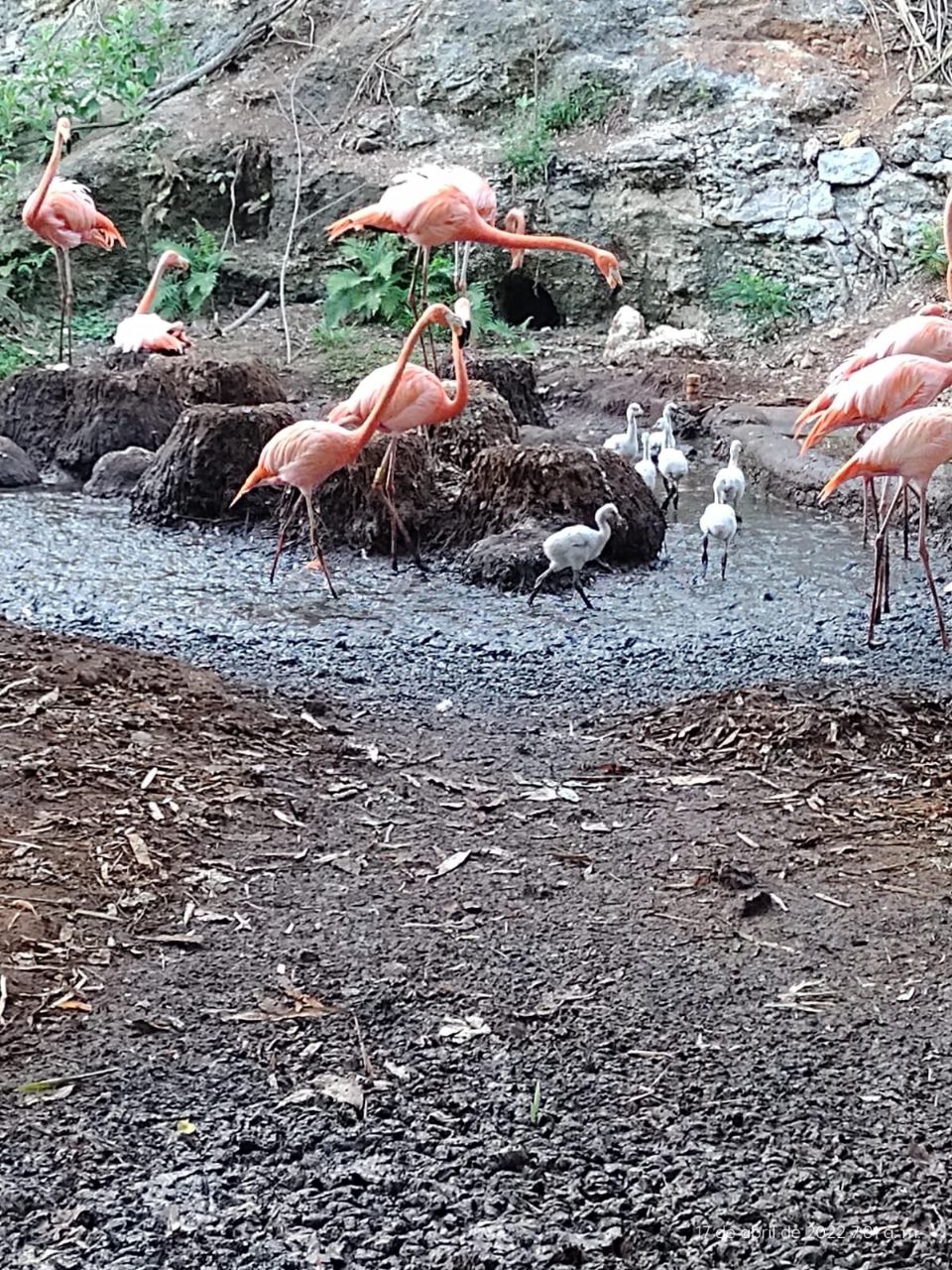 Flamencos nacen en el Zoológico del Bicentenario Animaya