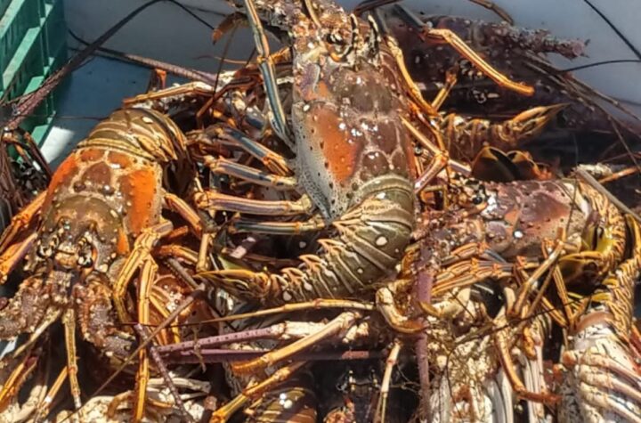 Inicia temporada de captura de langosta en Yucatán con llamado a la pesca responsable