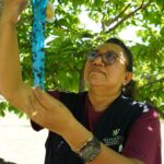 Opera segunda fase del plan contra el gusano barrenador en Yucatán