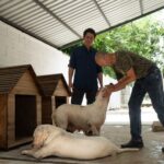 UMABA trabaja en una ruta para que perros de la Bojórquez puedan regresar con su propietario