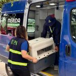 Oso y Blanquis fueron entregados voluntariamente al CEMAA por su tutor.