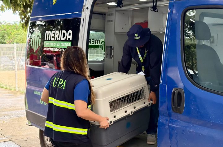 Oso y Blanquis fueron entregados voluntariamente al CEMAA por su tutor.